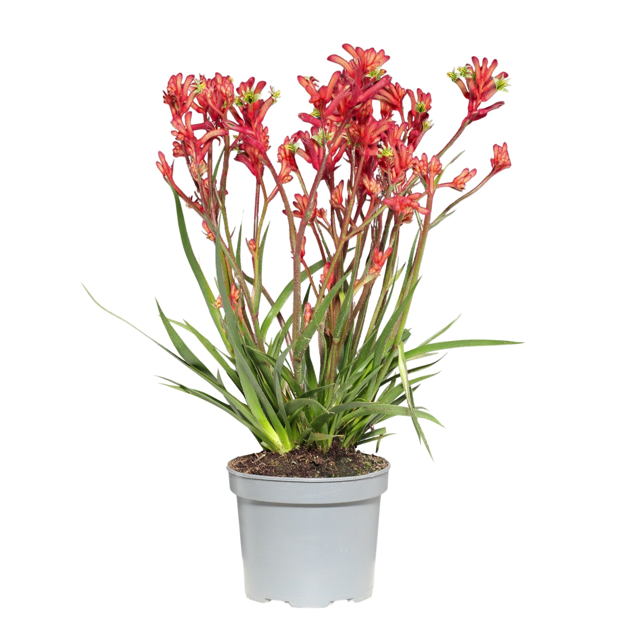 Anigozanthos | Pata de Canguru